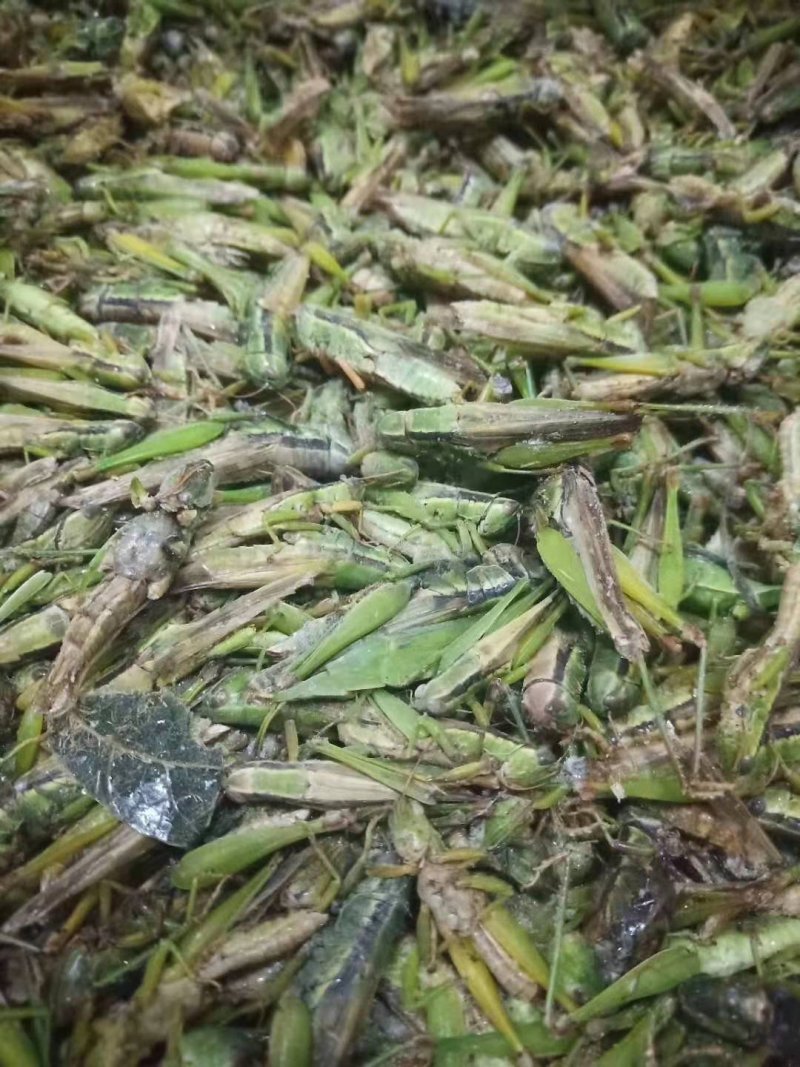 稻蝗，蚂蚱，绿蚂蚱，飞蝗，东亚飞蝗，一手货源，长年供应