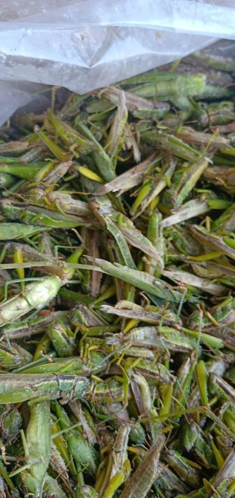 稻蝗，蚂蚱，绿蚂蚱，飞蝗，东亚飞蝗，一手货源，长年供应