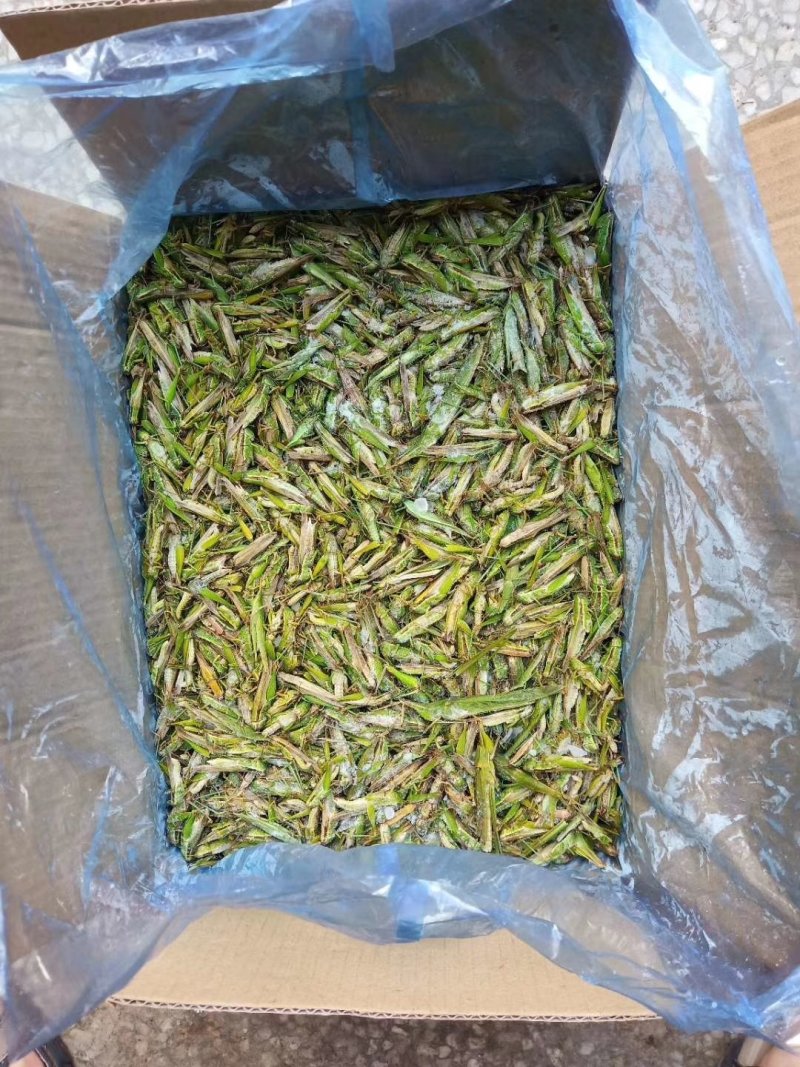 稻蝗，蚂蚱，绿蚂蚱，飞蝗，东亚飞蝗，一手货源，长年供应