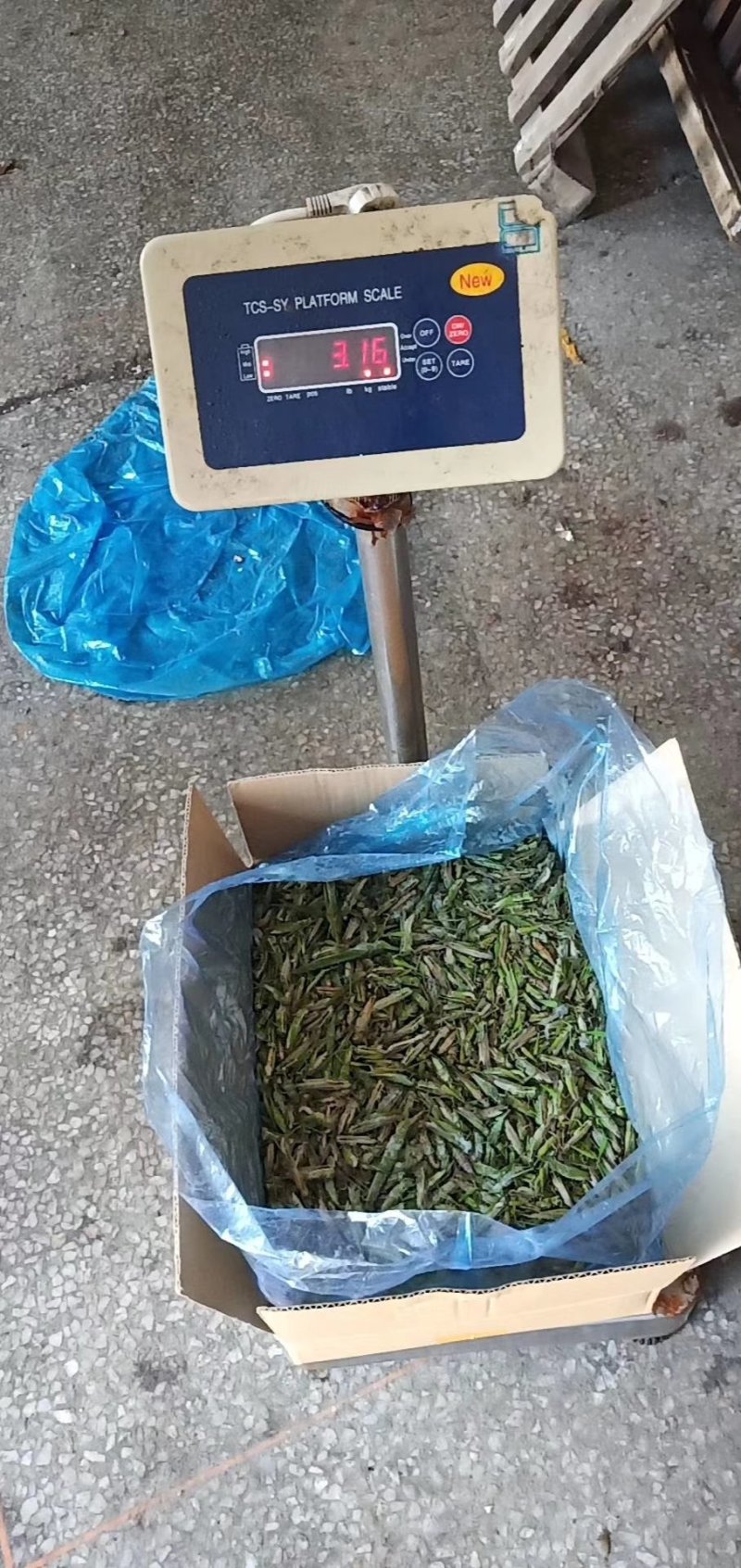 稻蝗，蚂蚱，绿蚂蚱，飞蝗，东亚飞蝗，一手货源，长年供应