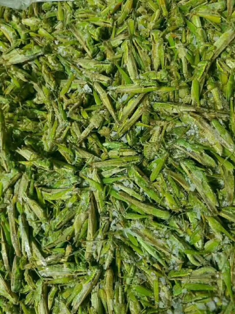 稻蝗，蚂蚱，绿蚂蚱，飞蝗，东亚飞蝗，一手货源，长年供应