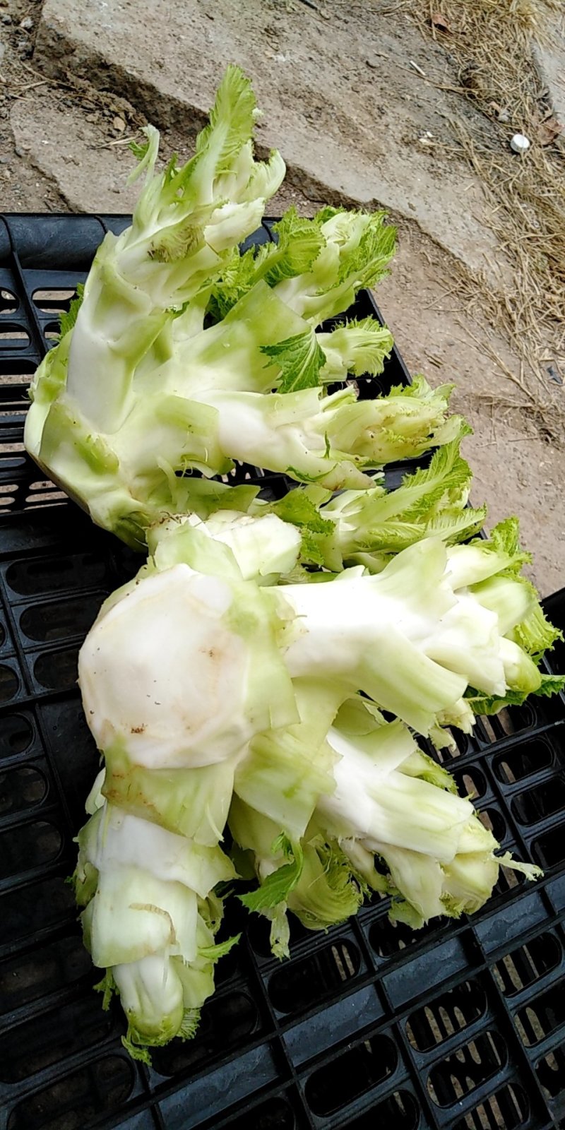 儿菜