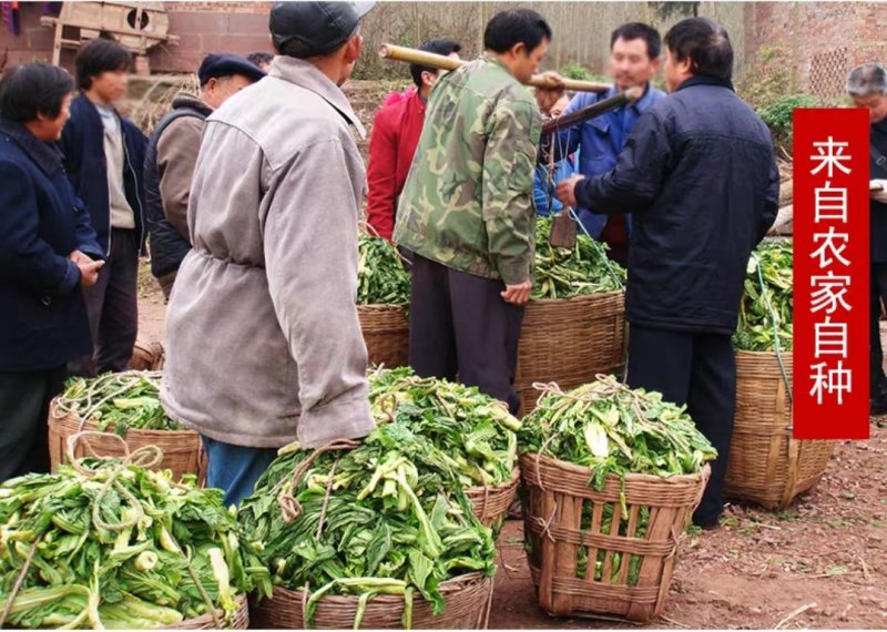 资中冬尖