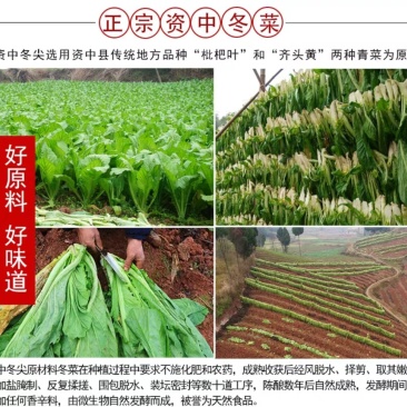 资中冬尖