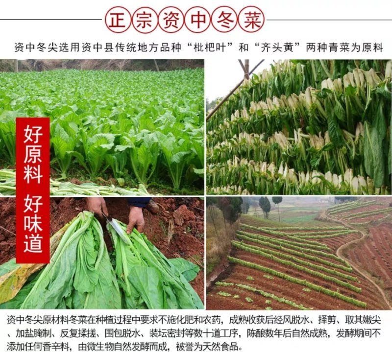 资中冬尖
