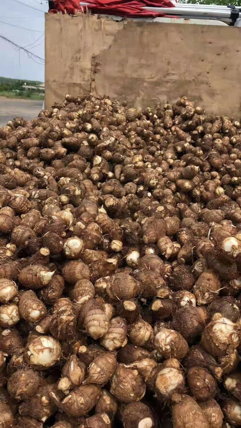 山东芋头产地直销货源充足品质保证产地直销货源充足