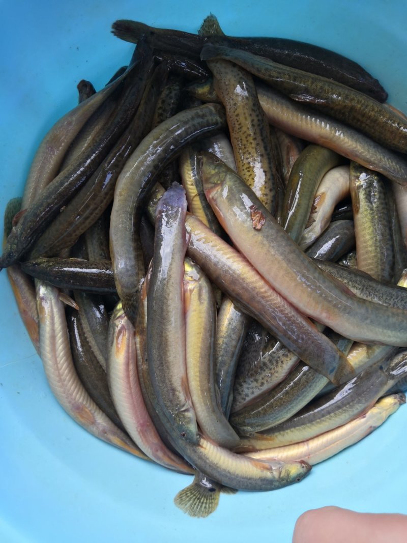 新鲜冰鲜青鳅破肚