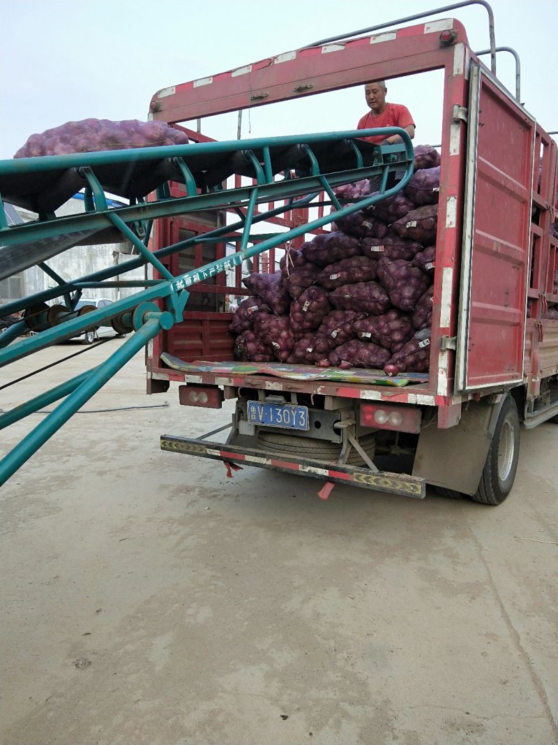 洋葱批发产地供应货源充足品种齐货源充足
