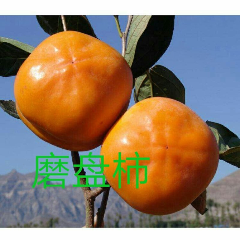 甜柿嫁接苗黑柿1号大秋阳丰富有包纯度死苗补发