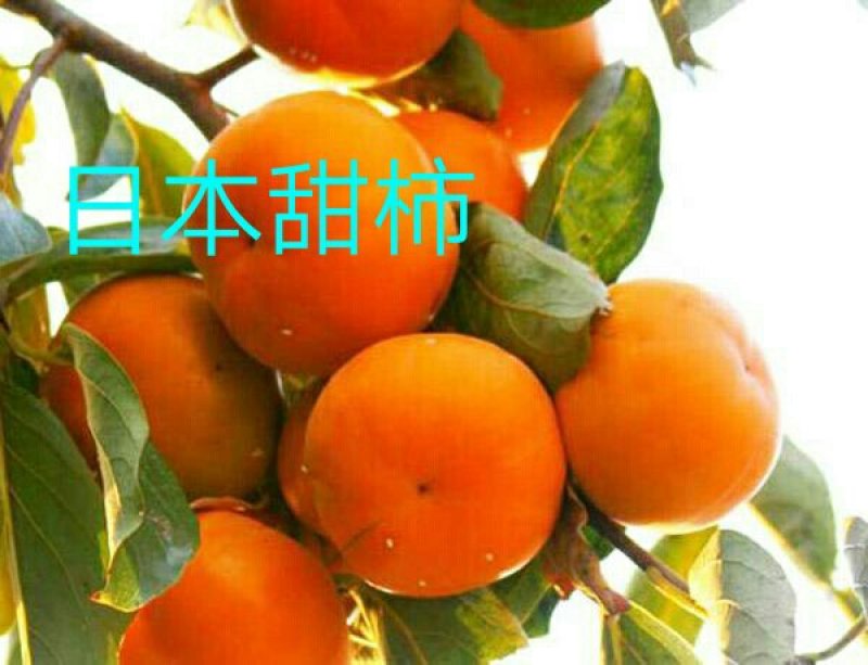 甜柿嫁接苗黑柿1号大秋阳丰富有包纯度死苗补发