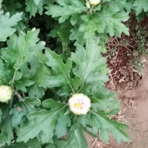 观赏菊