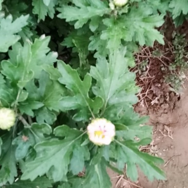 观赏菊