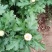 观赏菊