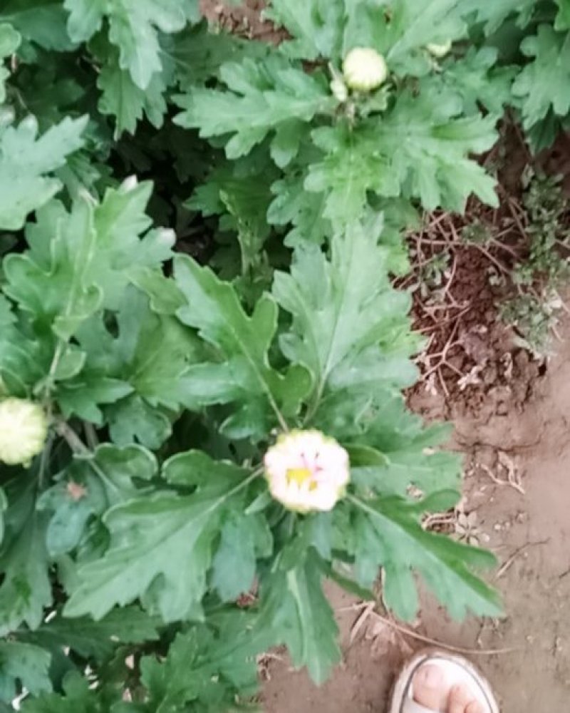 观赏菊
