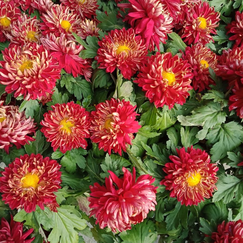 观赏菊