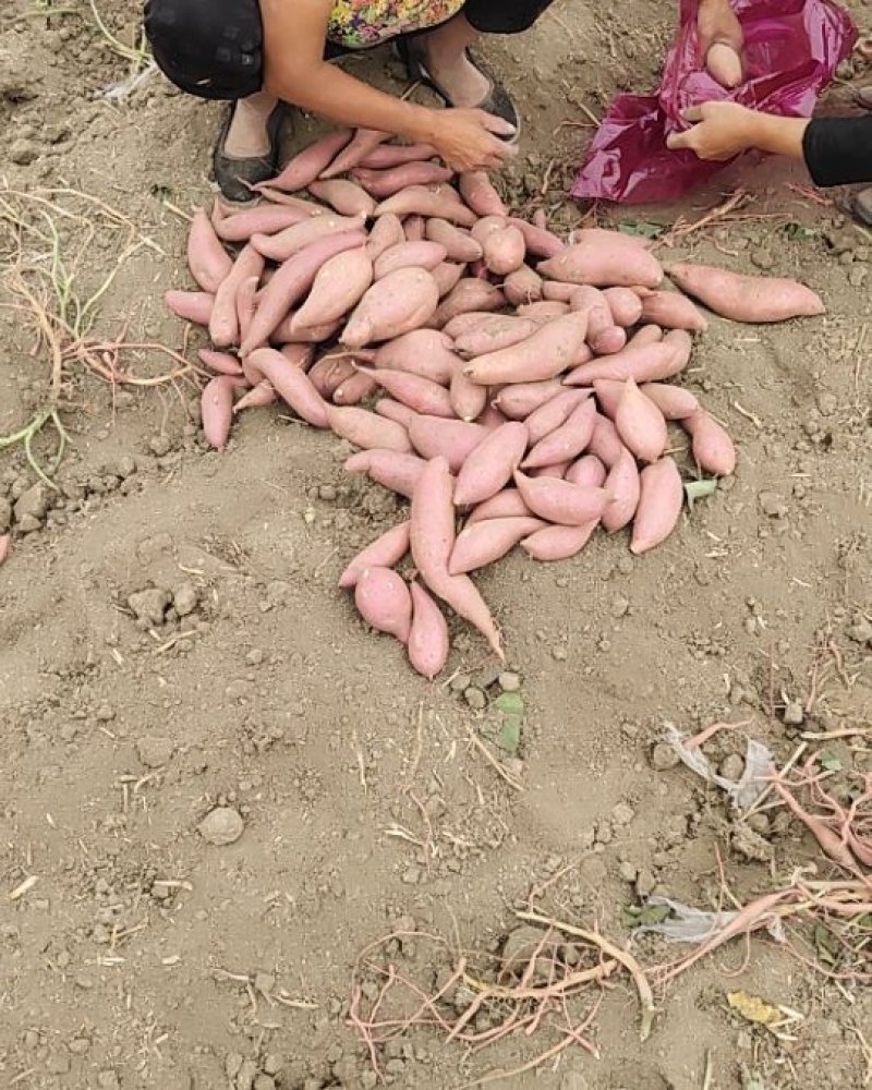 龙薯九