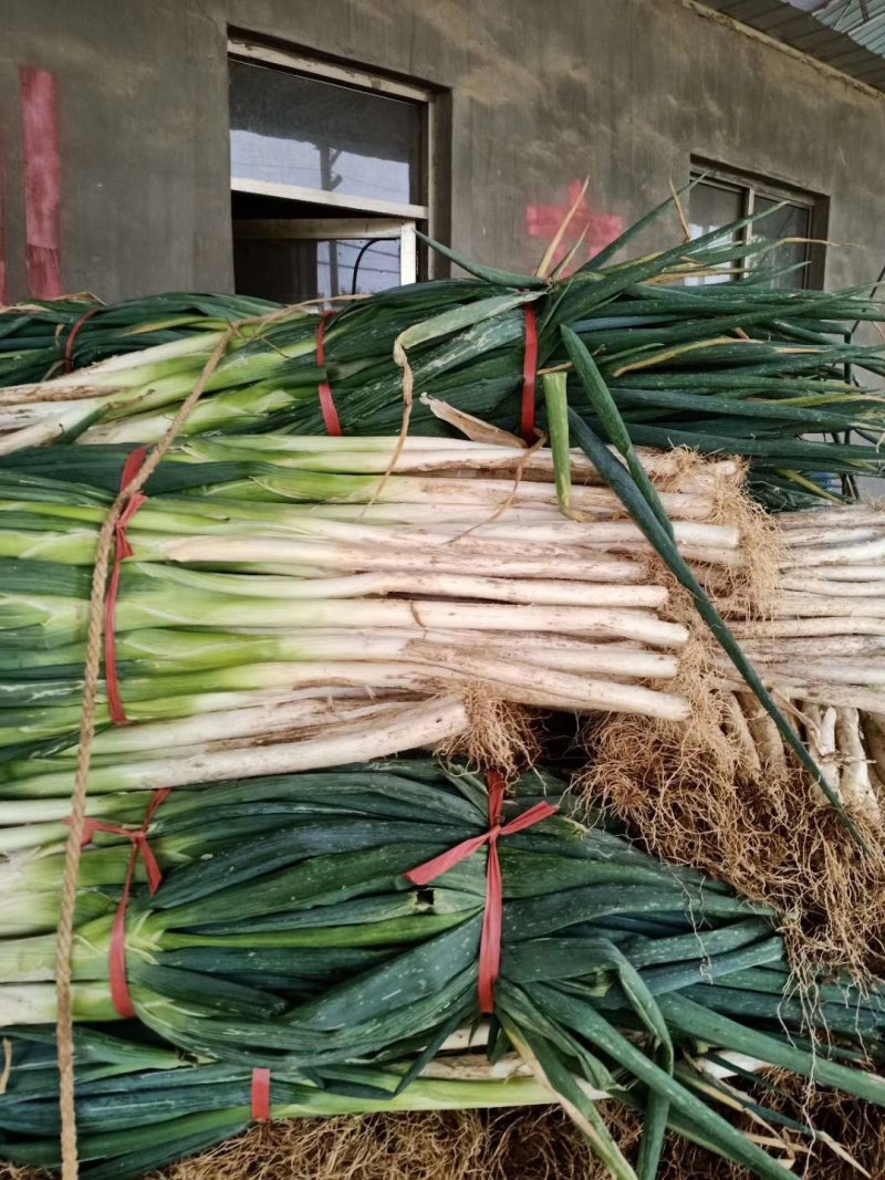 供应大量大葱需要可以联系我