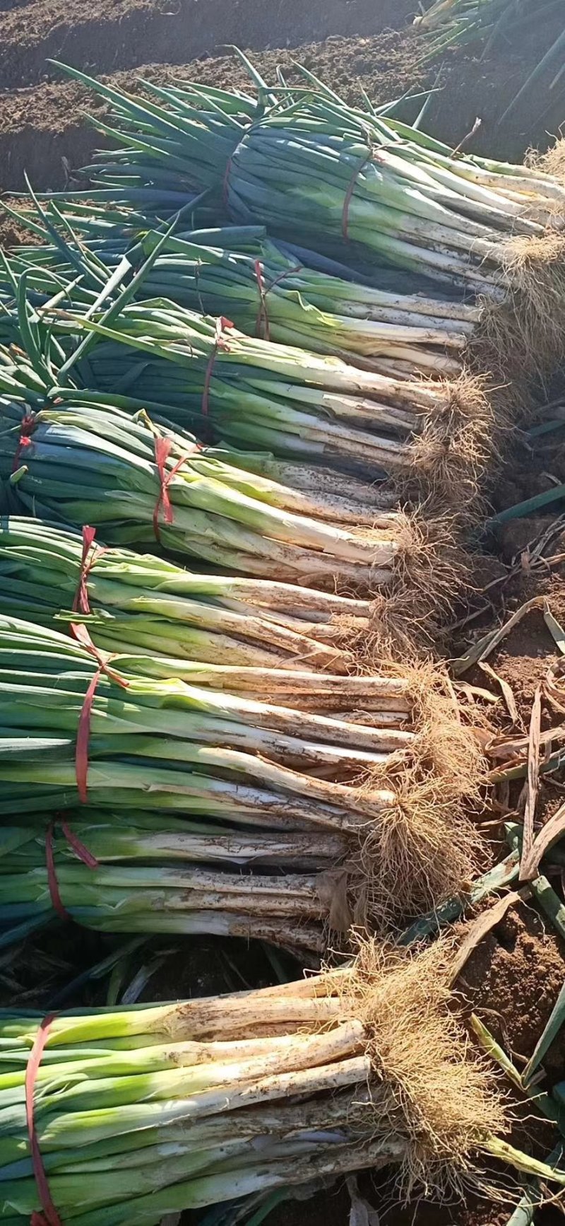 供应大量大葱需要可以联系我