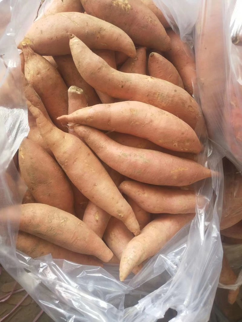 龙薯9号红薯自家种植产地供货大量上市