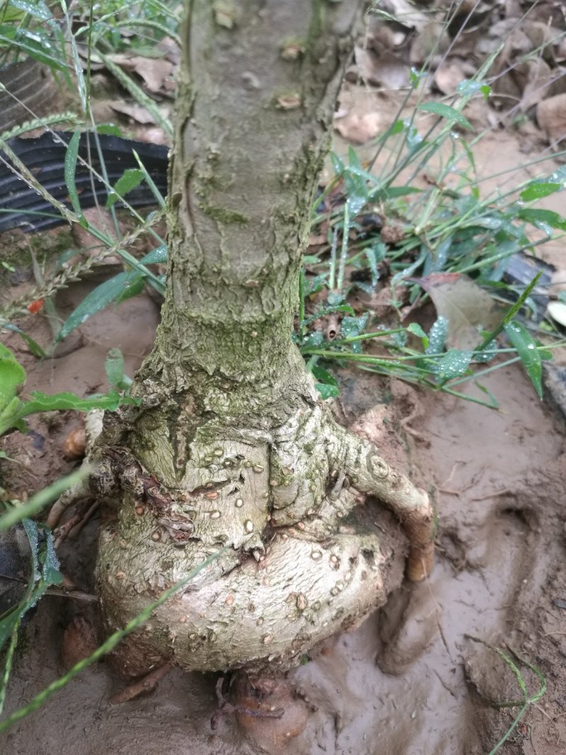 造型流苏，欢迎选购，山东省日照市莒县