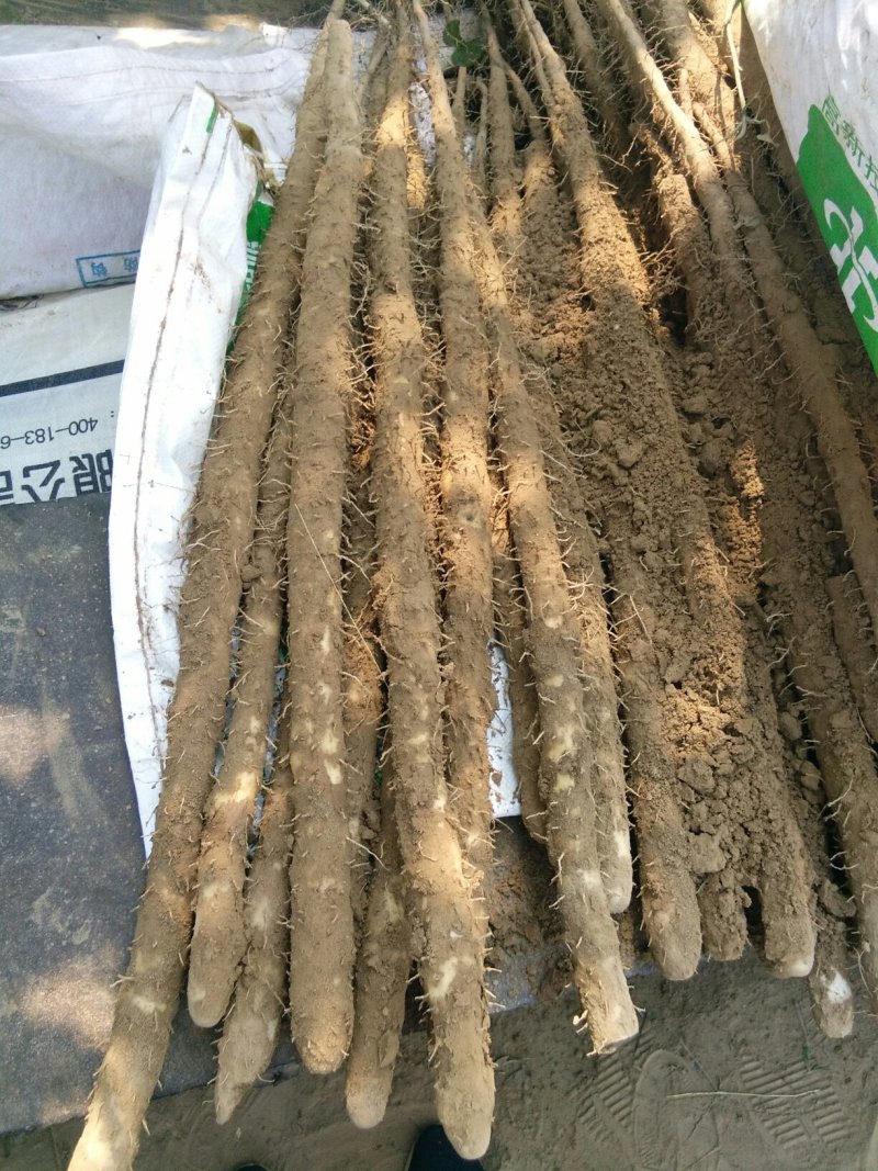 白嘴山药