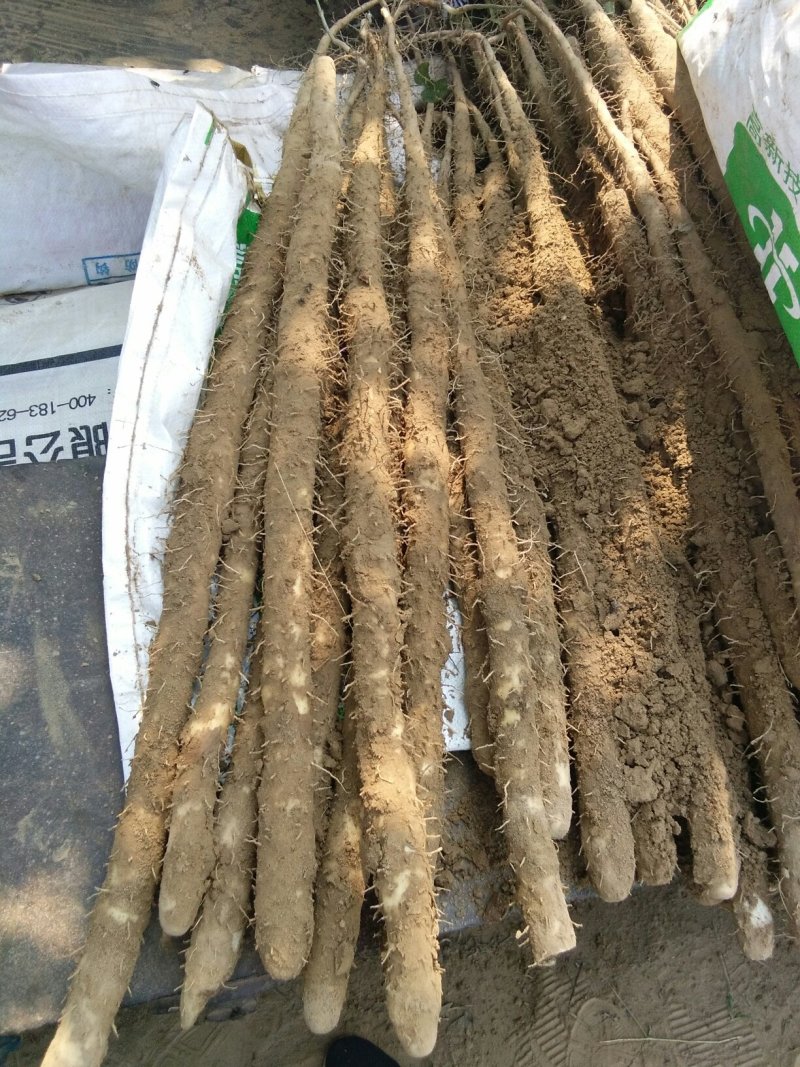 白嘴山药