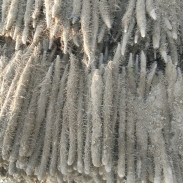 麻山药