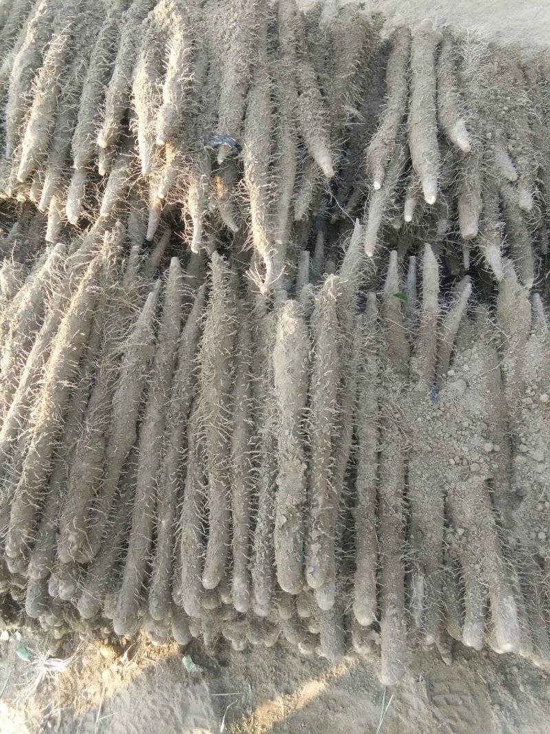 麻山药