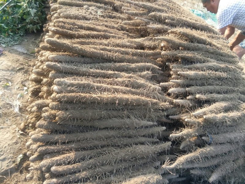 麻山药