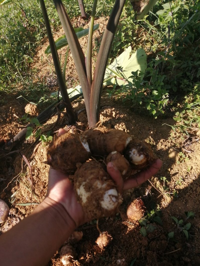 贵州芋头