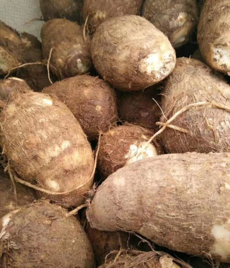 贵州芋头