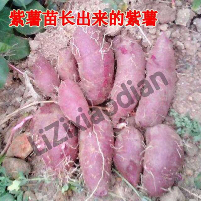 可混发蕃薯苗鸡蛋黄薯苗冰淇淋地瓜苗西瓜红蜜薯面包薯