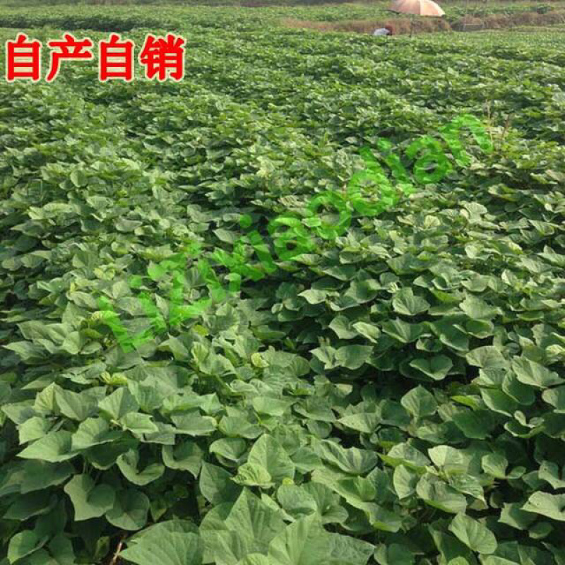 可混发蕃薯苗鸡蛋黄薯苗冰淇淋地瓜苗西瓜红蜜薯面包薯