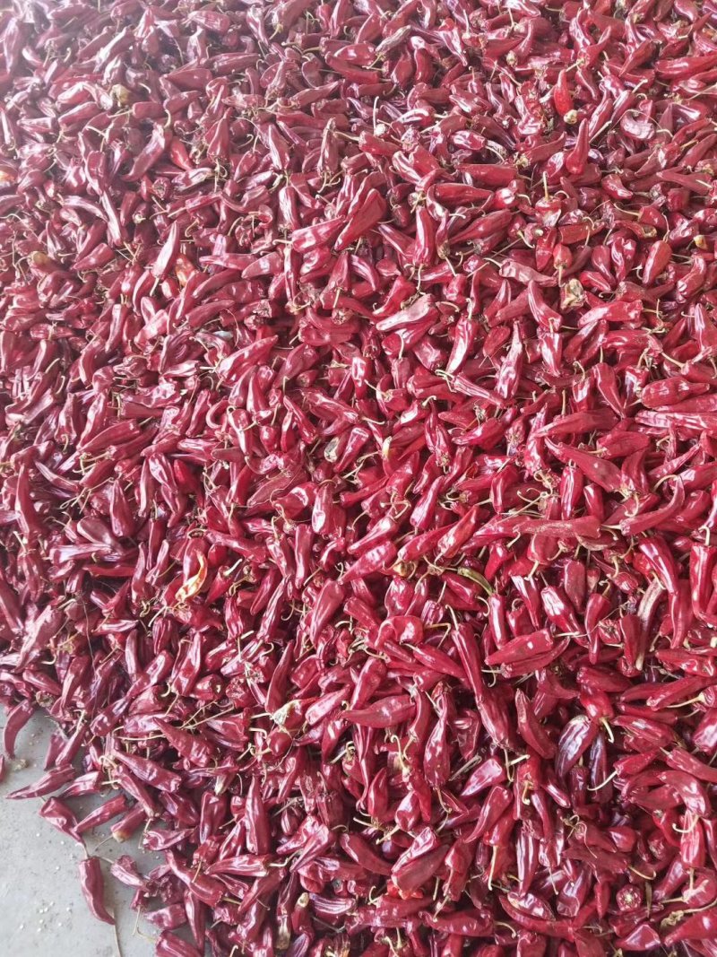 忻州干椒北京红大量上市，货源充足，质量好，