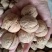 【2022年】新疆薄皮精选纯大个核桃,皮薄,肉厚欢迎下单