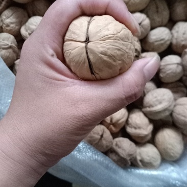 【2022年】新疆薄皮精选纯大个核桃,皮薄,肉厚欢迎下单