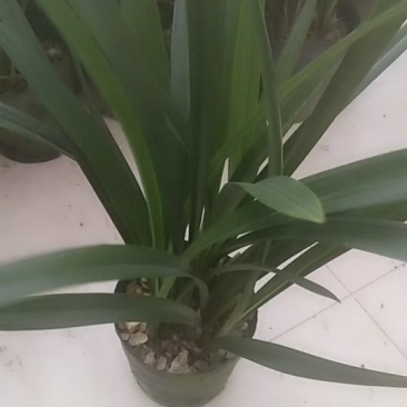 兰花
