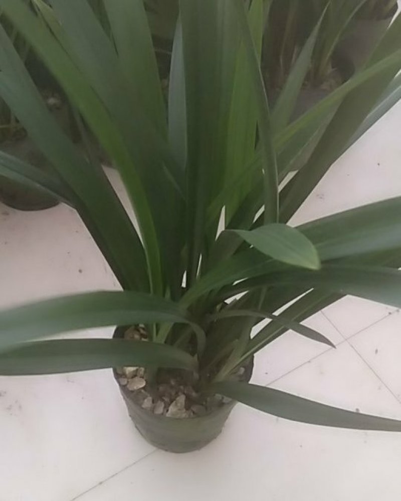 兰花