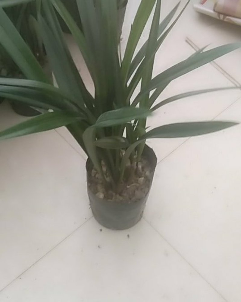 兰花