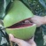 泰国红宝石柚，正宗品种泰柚。种植次年结果。