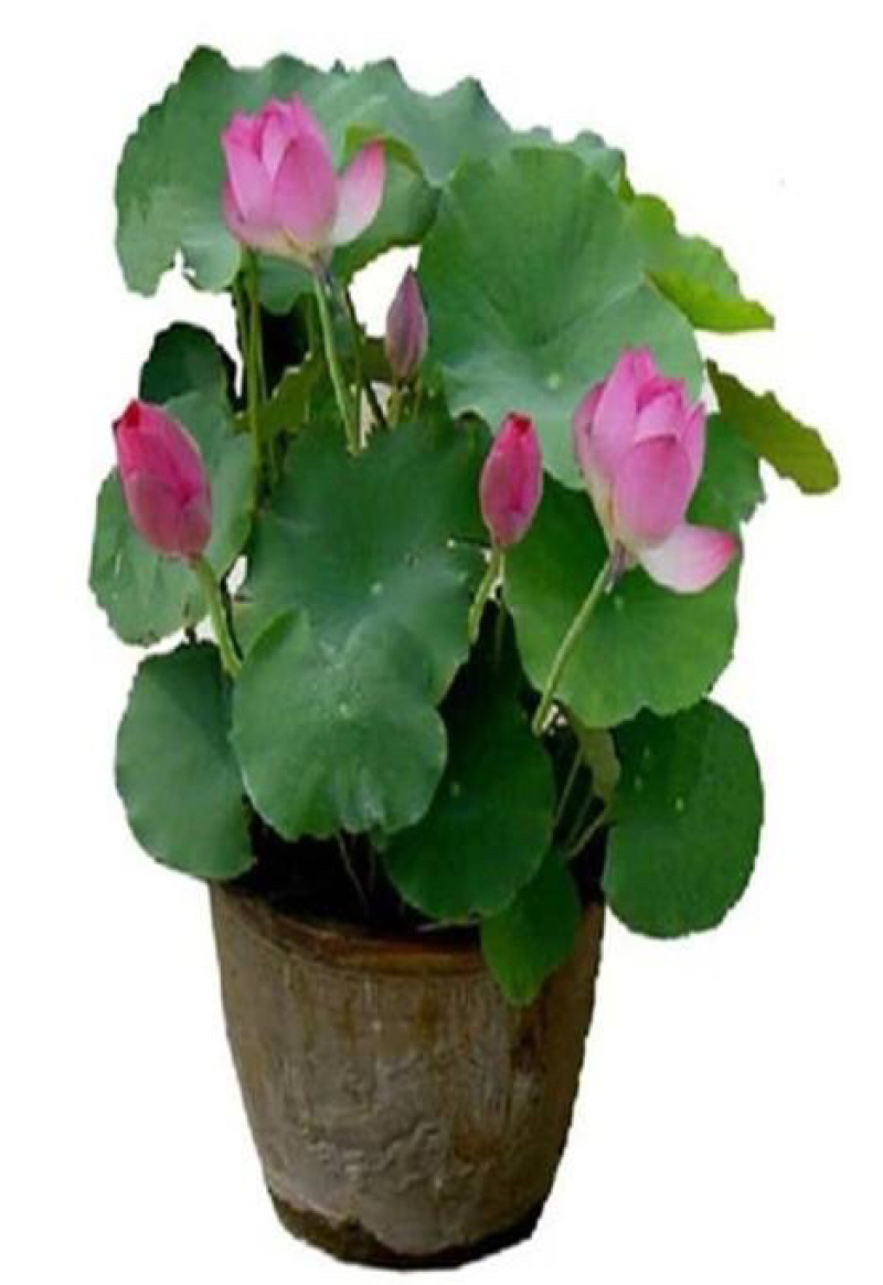 各种精品荷花苗，睡莲苗，芦苇苗，盆栽荷花苗