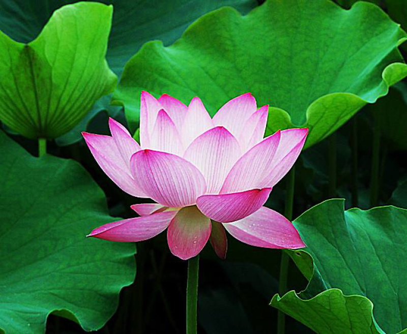 各种精品荷花苗，睡莲苗，芦苇苗，盆栽荷花苗