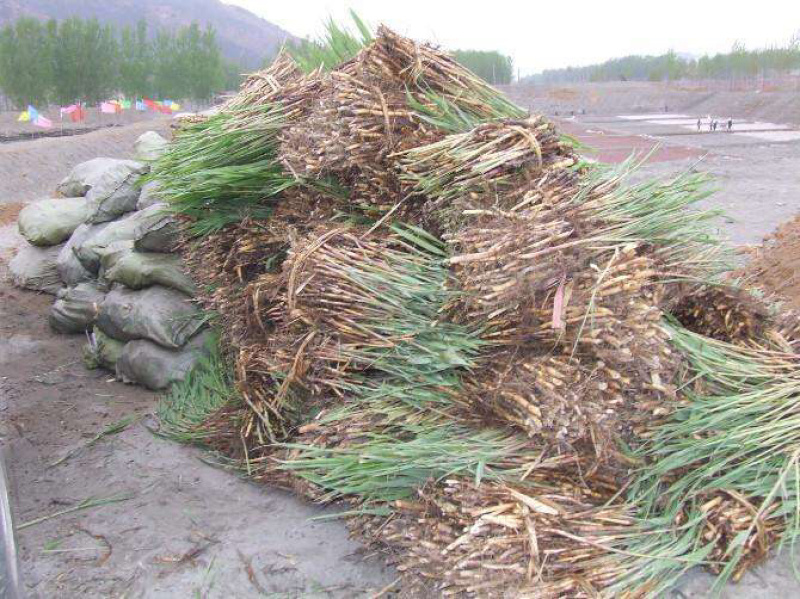 各种精品荷花苗，睡莲苗，芦苇苗，盆栽荷花苗