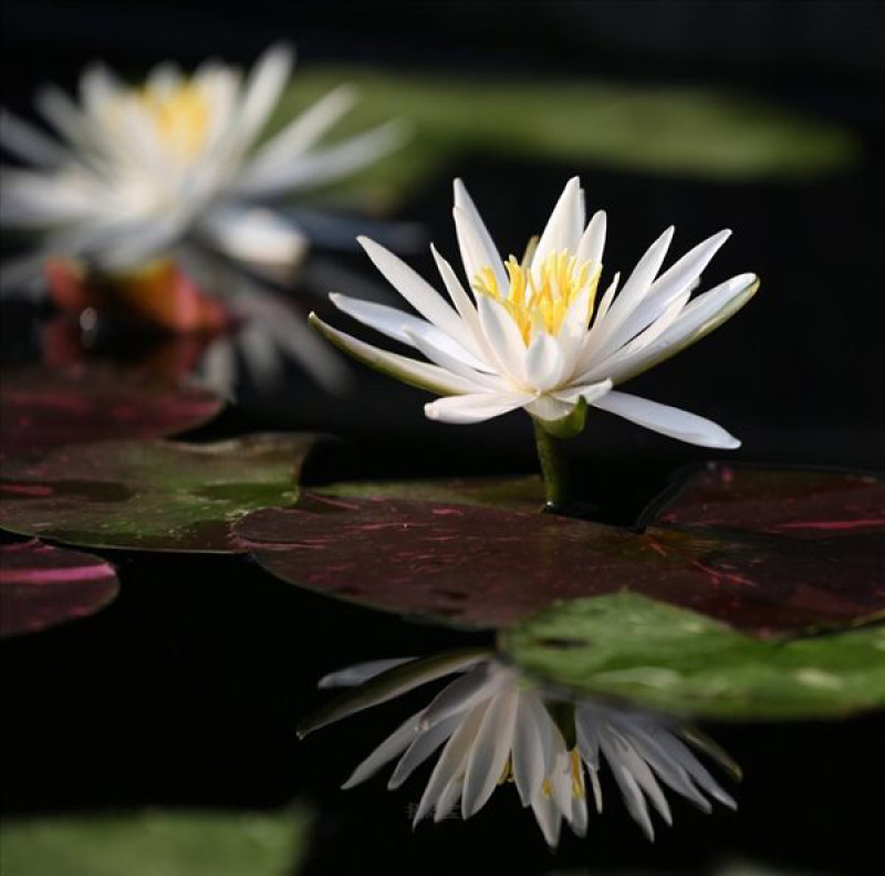 各种精品荷花苗，睡莲苗，芦苇苗，盆栽荷花苗