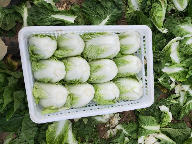 【实力】江苏优质夏阳菜大量上市中欢迎新老客户前来选购