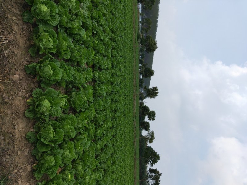 【实力】江苏优质夏阳菜大量上市中欢迎新老客户前来选购