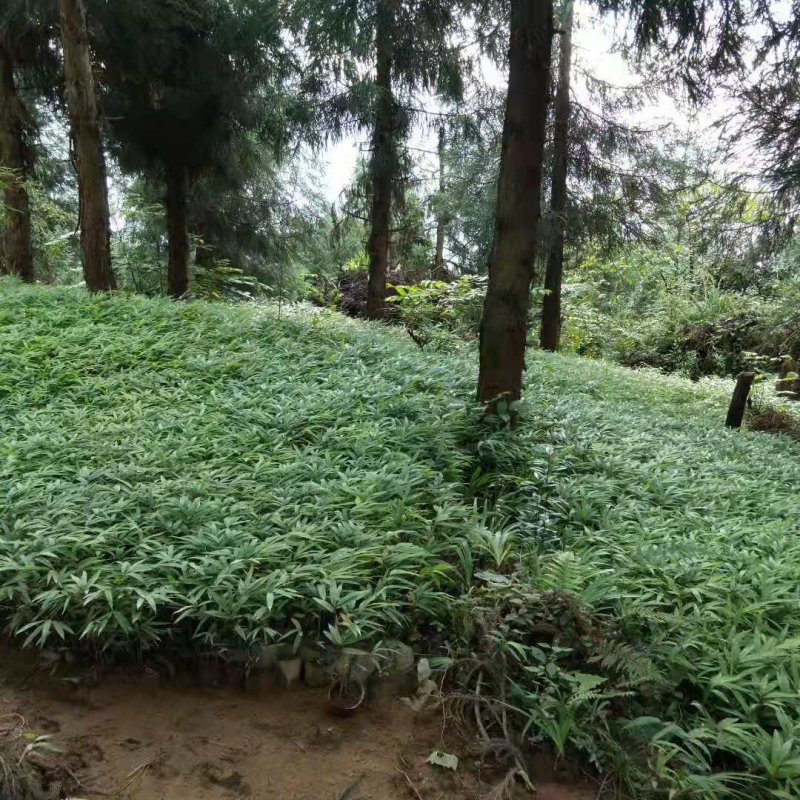 三月竹苗