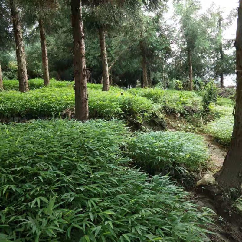 三月竹苗