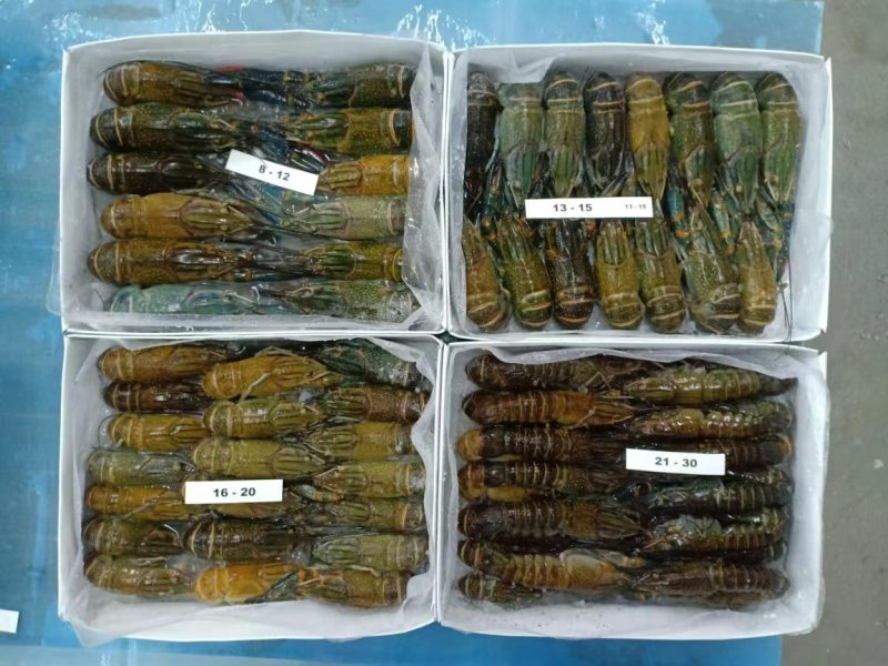 澳洲龙虾，老虎虾批发