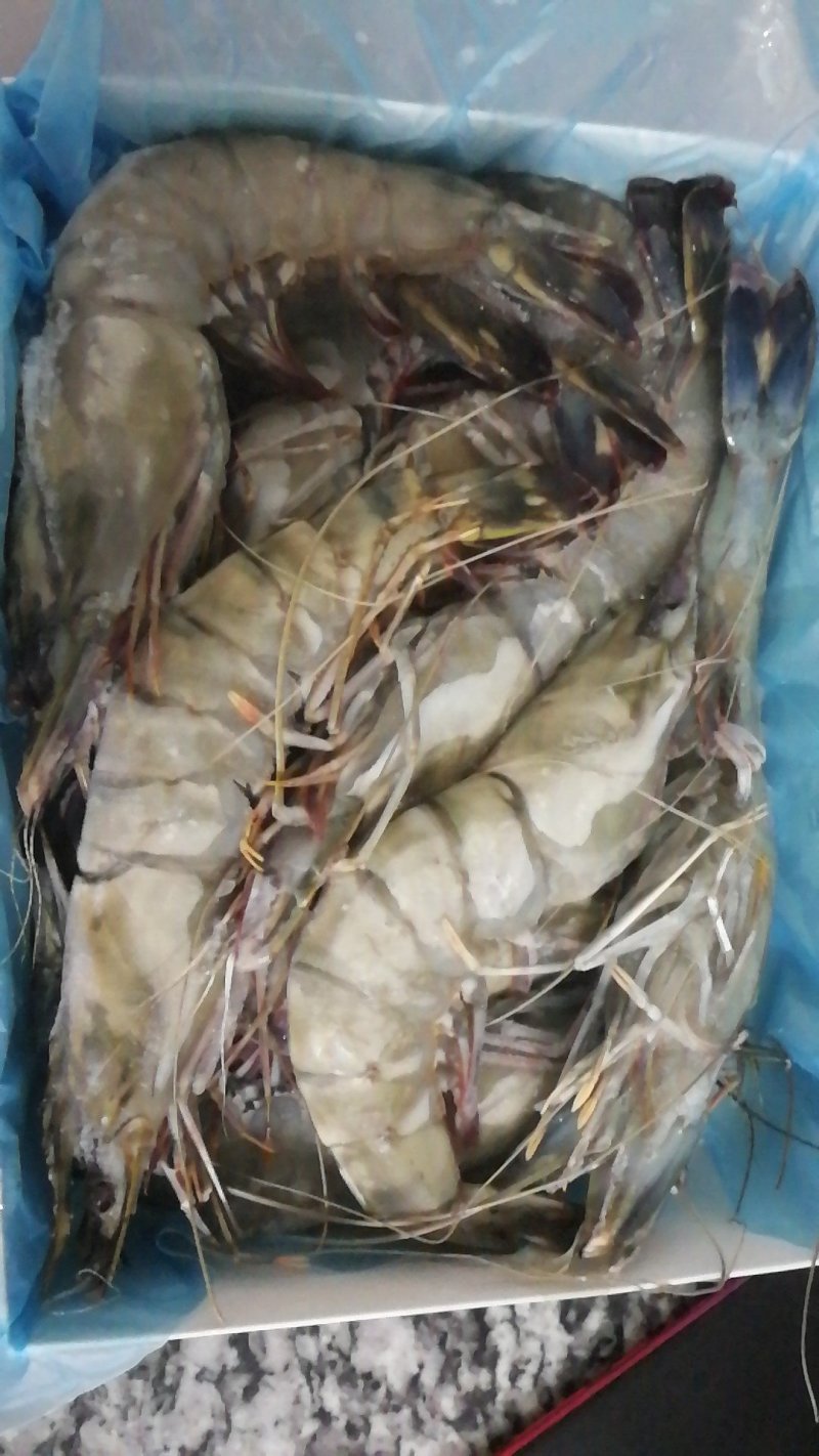 澳洲龙虾，老虎虾批发